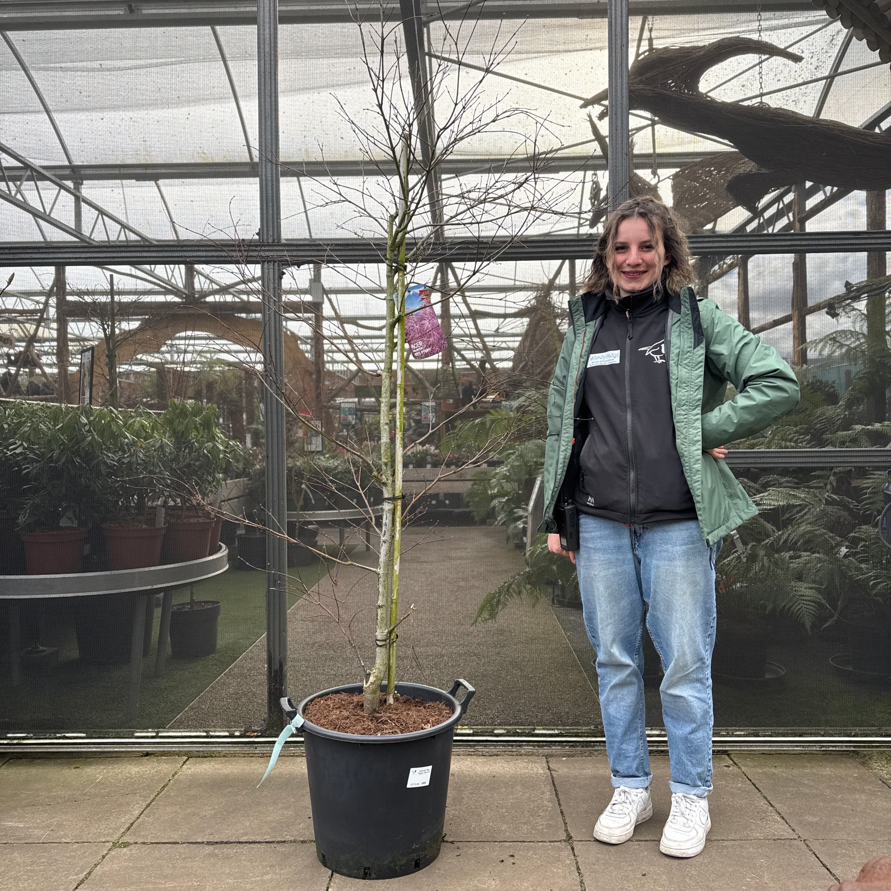 Acer pal. Red Pygmy 150-175 cm 35L - Image 2