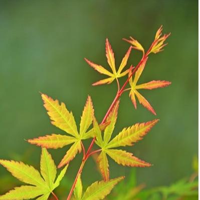 Acer palmatum 'Sangokaku' 3 Ltr pot - Image 3
