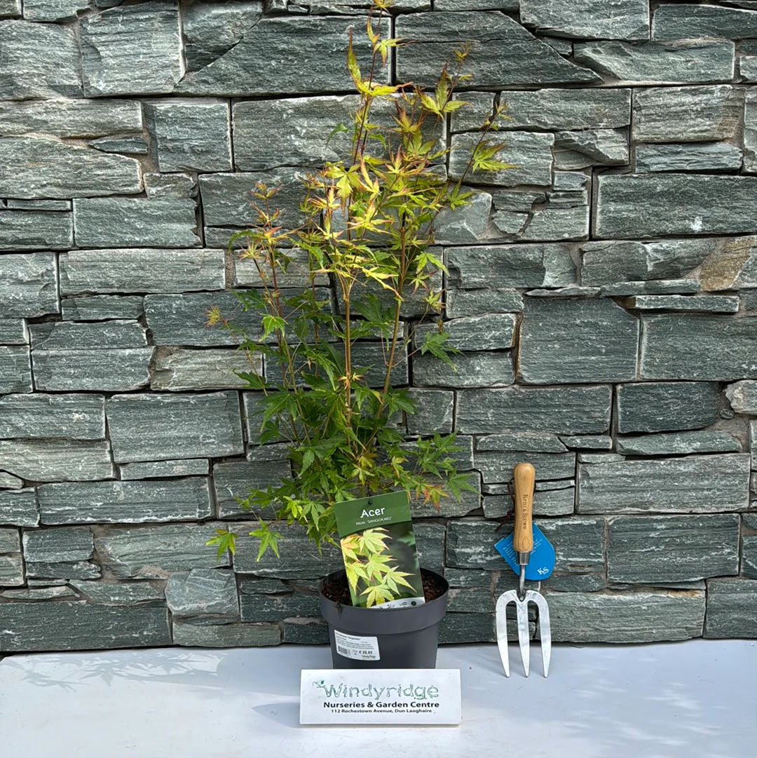 Acer palmatum 'Sangokaku' 3 Ltr pot - Image 4
