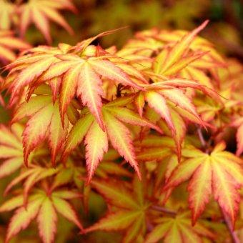 Acer palmatum 'Sangokaku' 3 Ltr pot - Image 5