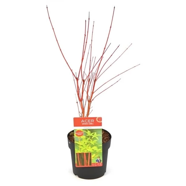 Acer palmatum 'Sangokaku' 3 Ltr pot - Image 6