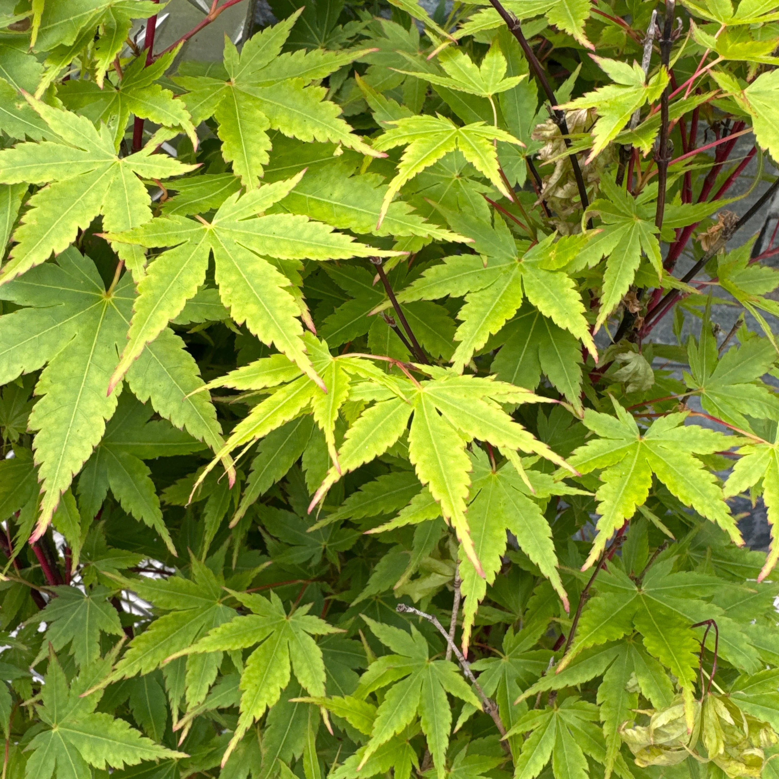 Acer pal. Sangokaku - Image 2