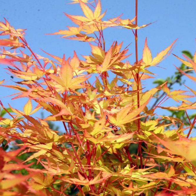 Acer pal. Sangokaku - Image 2