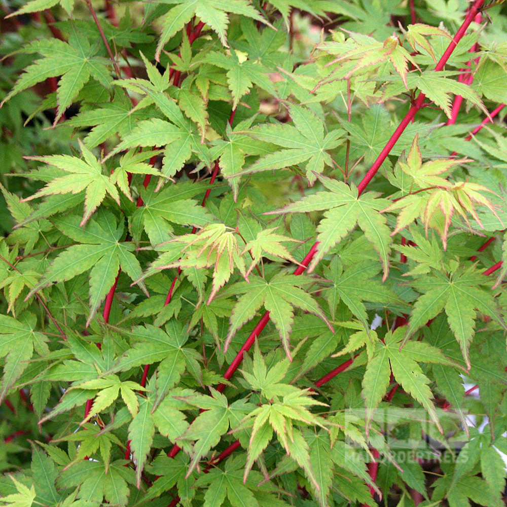 Acer pal. Sangokaku (175-200 cm 70L)