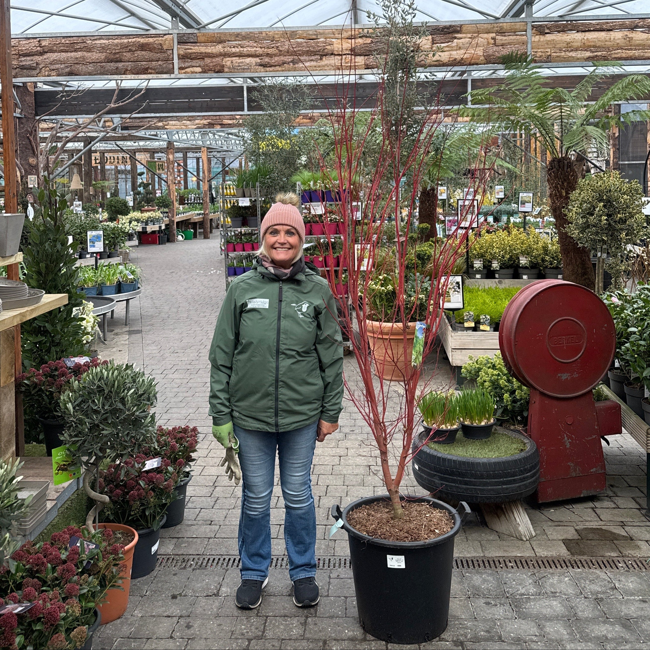 Acer pal. Sangokaku 175-200 cm C 65L Specim.