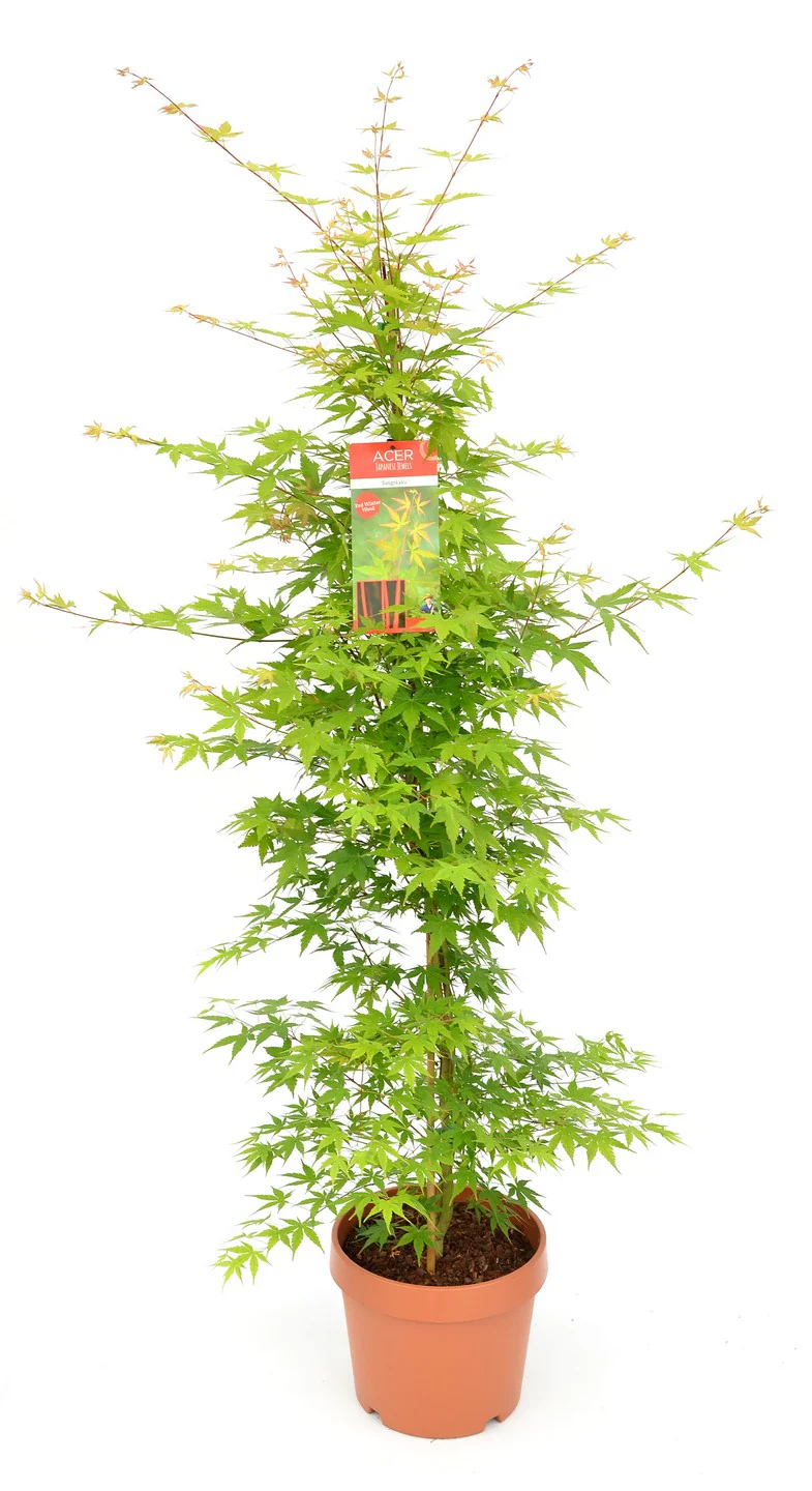 Acer pal. Sangokaku - Image 2