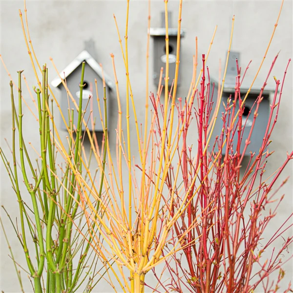 Acer pal. Sangokaku - Image 3
