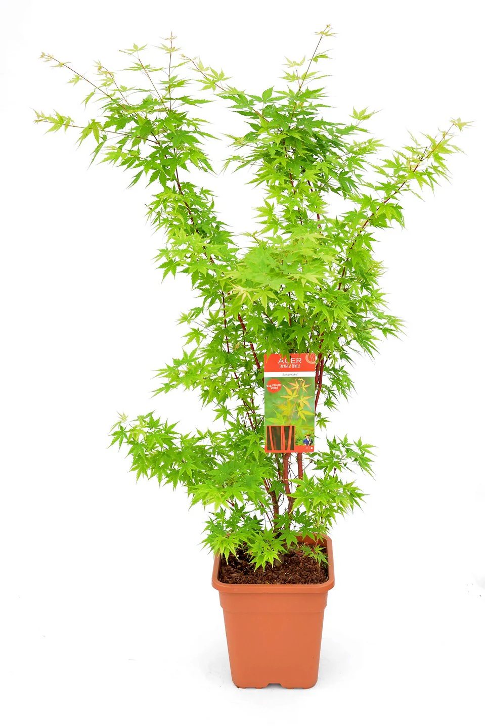 Acer pal. Sangokaku - Image 2