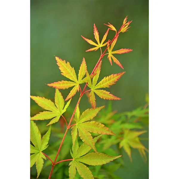 Acer pal. Sangokaku - Image 4