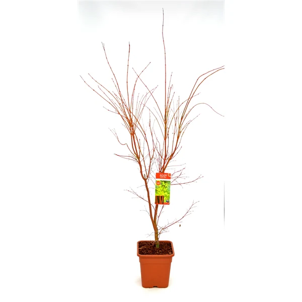 Acer pal. Sangokaku - Image 2