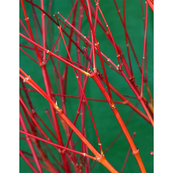 Acer pal. Sangokaku - Image 3