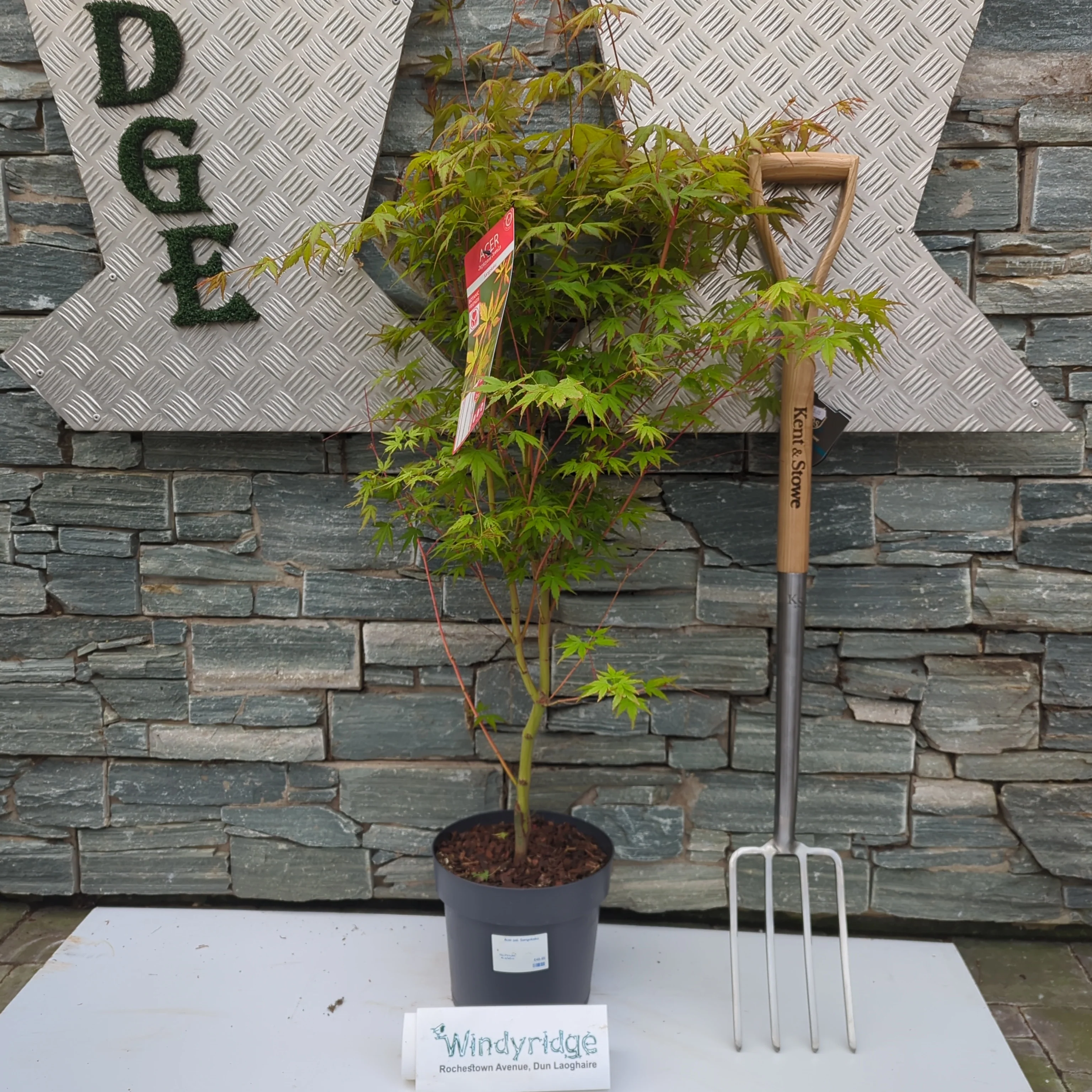 Acer pal. Sangokaku - Image 2