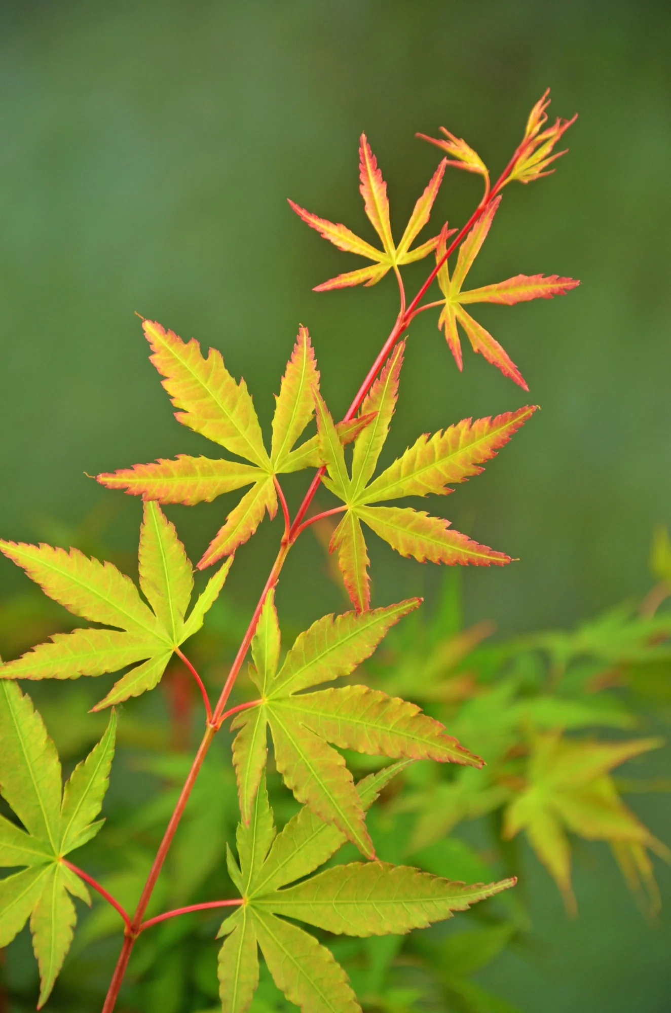 Acer pal. Sangokaku - Image 5