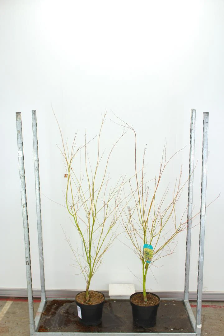Acer pal. Sangokaku - Image 2