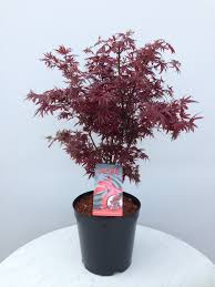 Acer pal. Shaina - Image 2