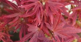 Acer pal. Shaina - Image 3