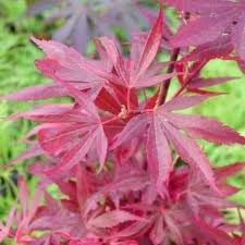 Acer pal. Shaina - Image 5