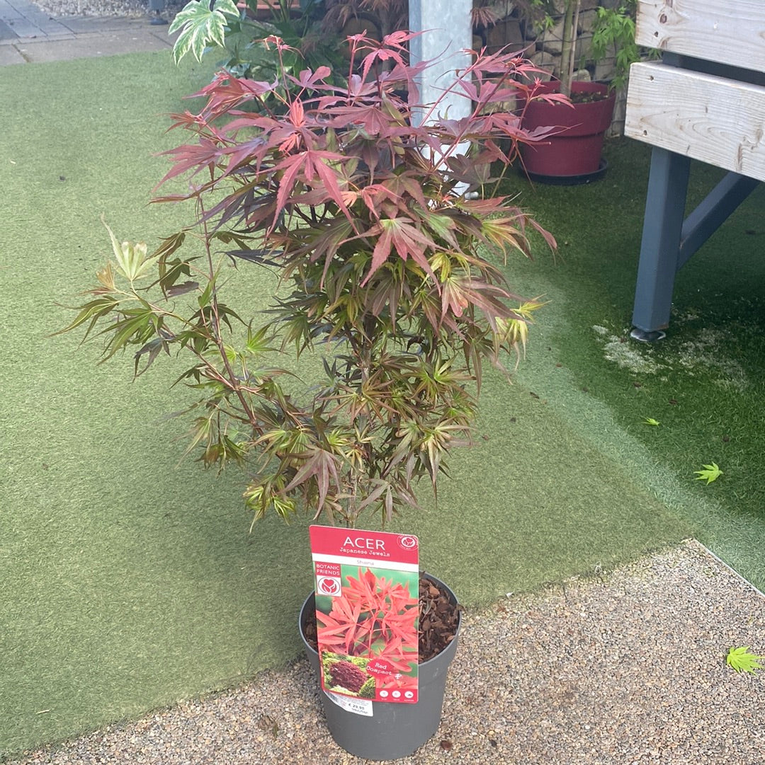 Acer pal. Shaina / 3 Ltr pot - Image 3