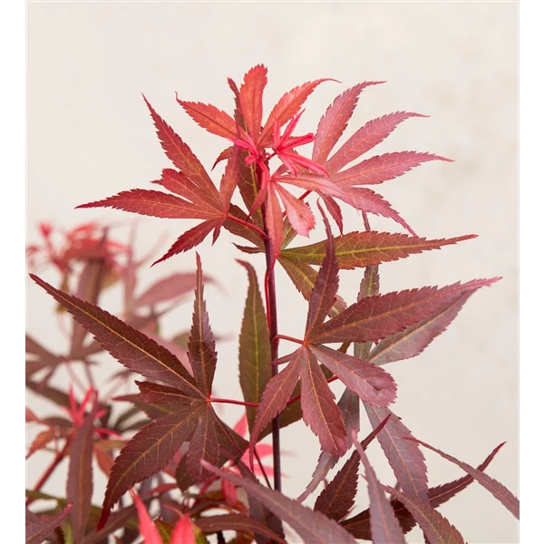 Acer pal. Shaina - Image 4