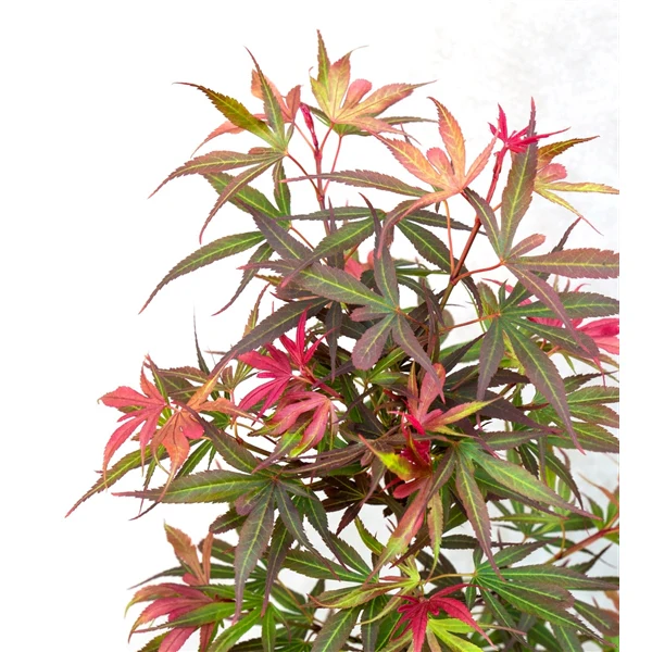 Acer pal. Shaina - Image 6