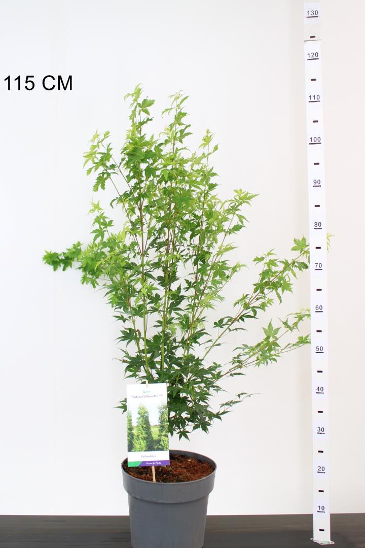 Acer pal. Silhouette - Image 3