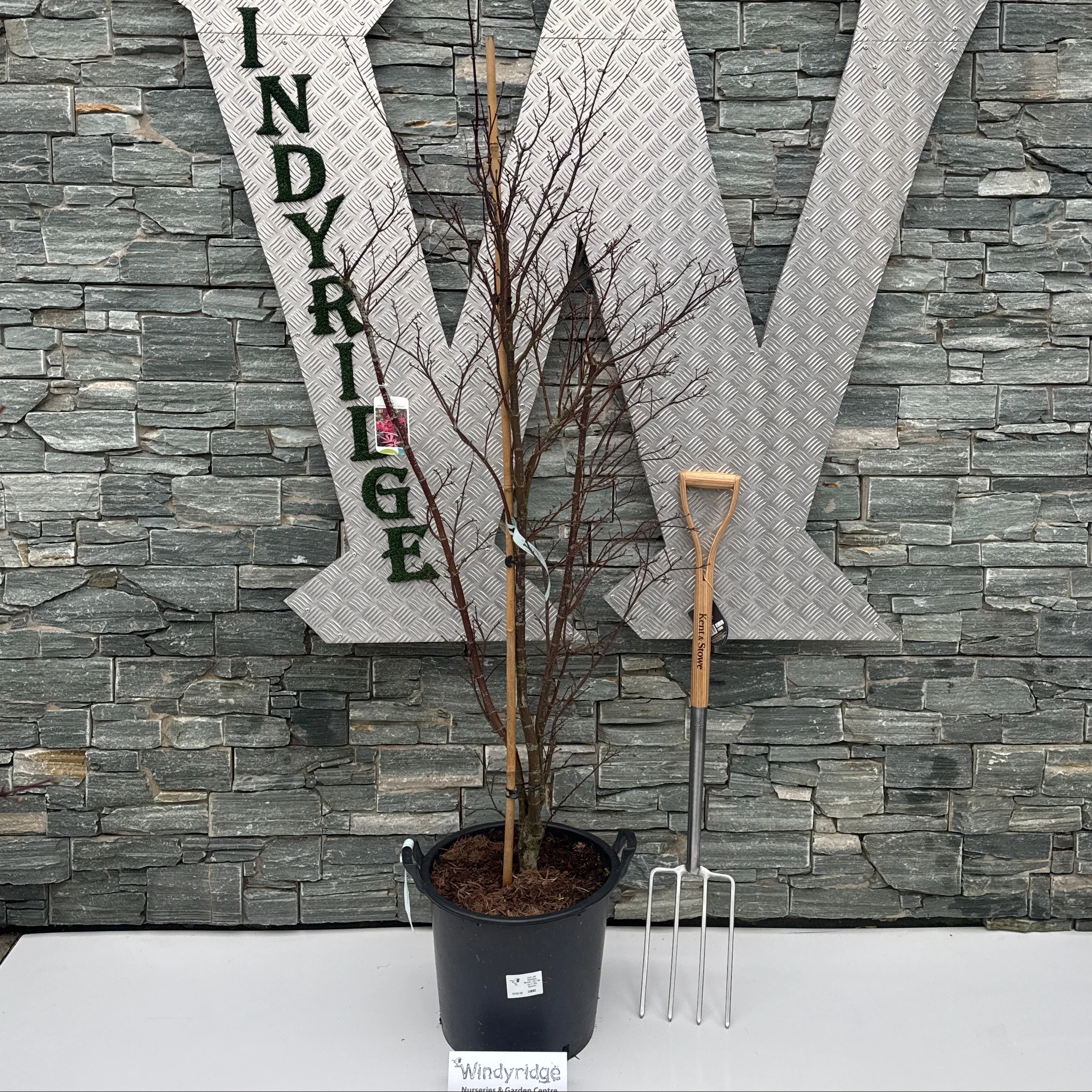 Acer pal. Skeeters Broom 125-150 cm C 30L Specim.