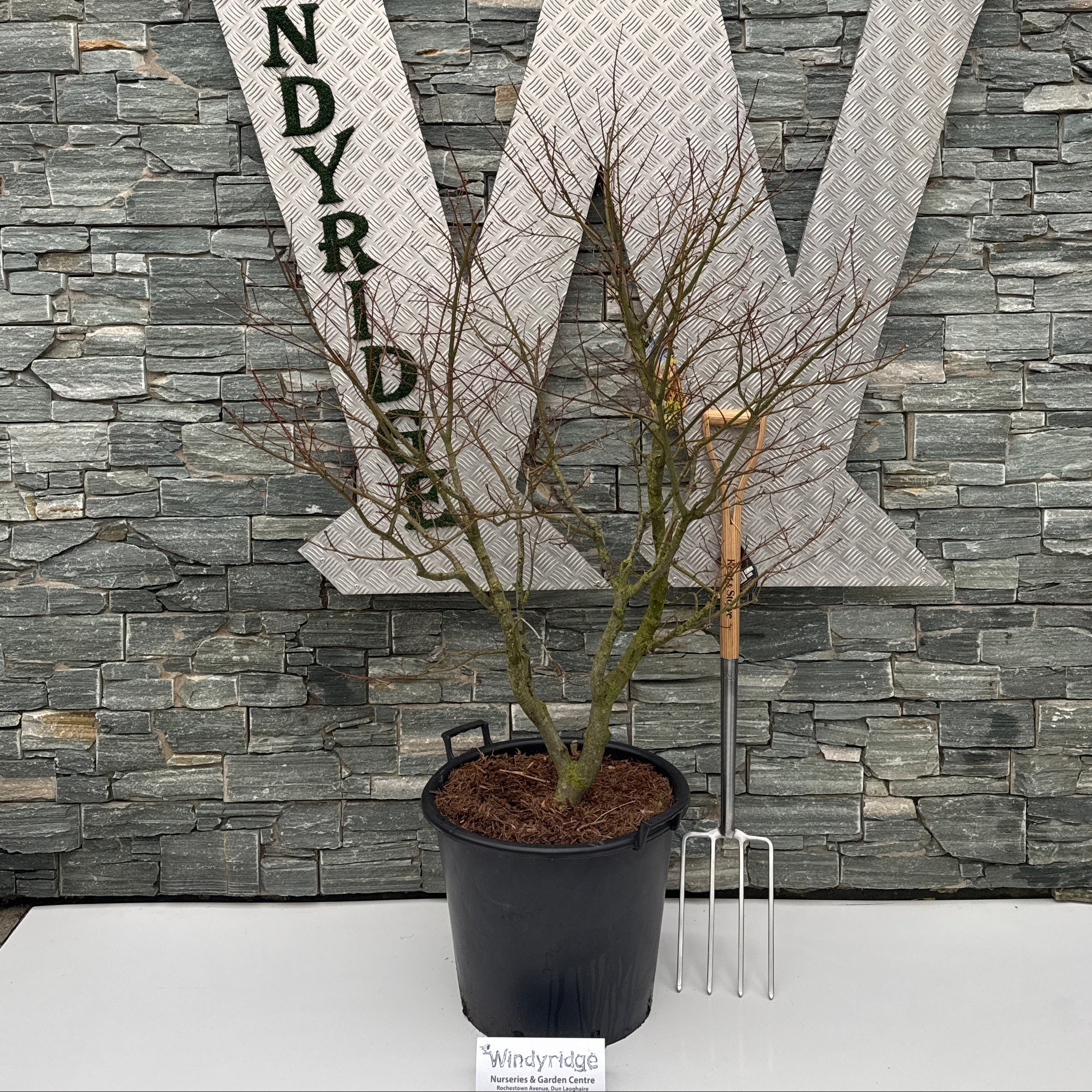 Acer pal. Tsumagaki 100-125 cm C 50L Specim.