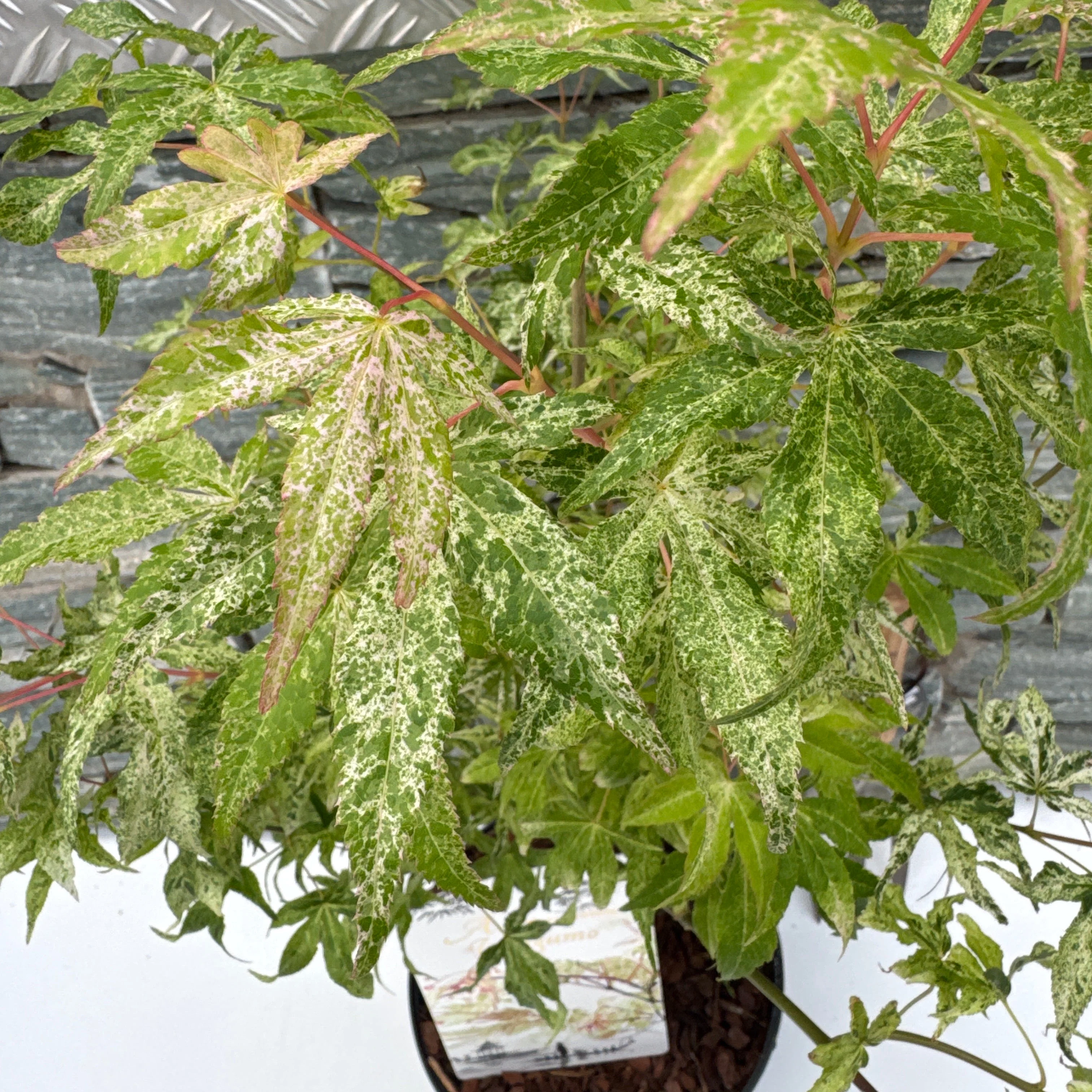 Acer pal. Ukigumo P23 - Image 2