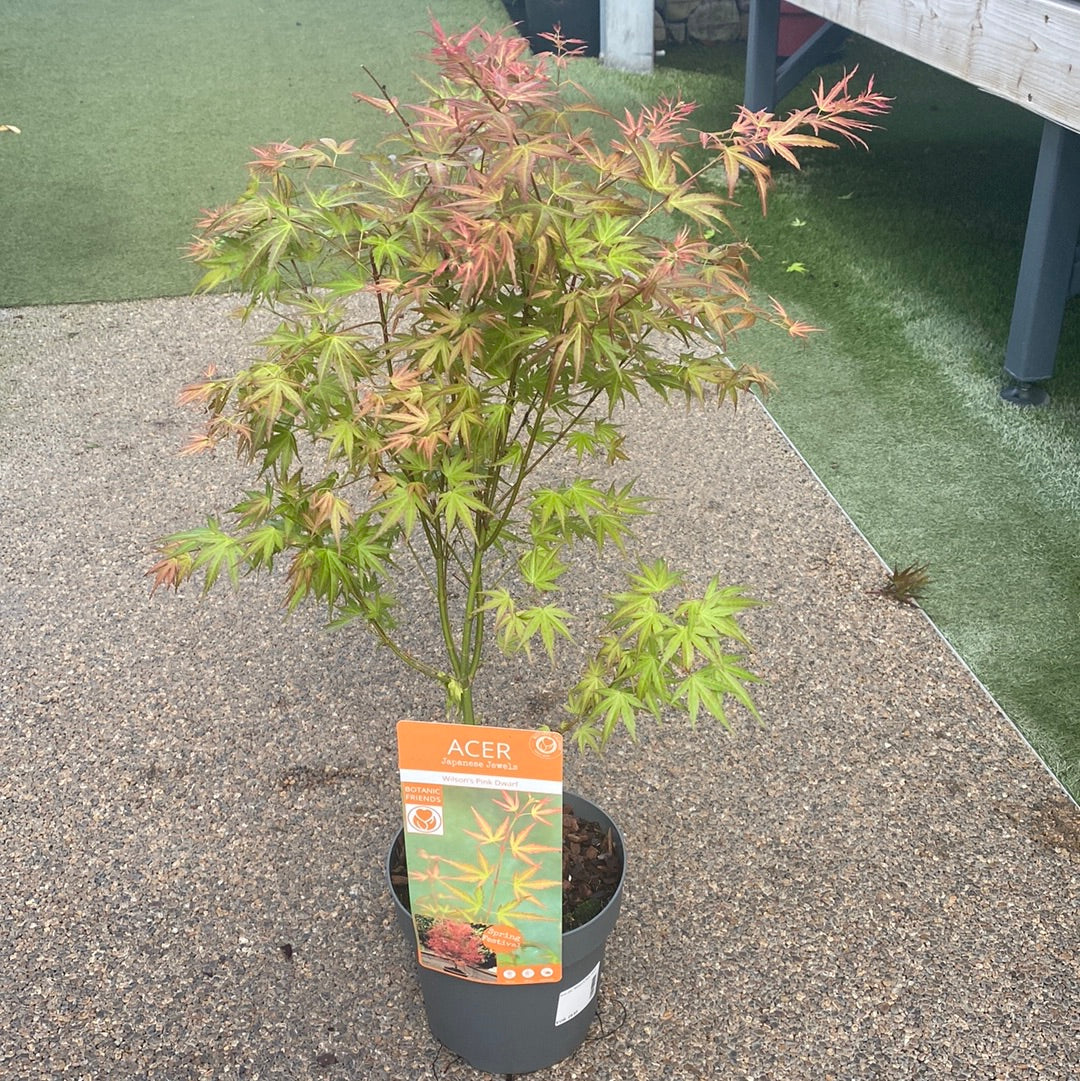 Acer pal. Wilsons Pink Dwarf