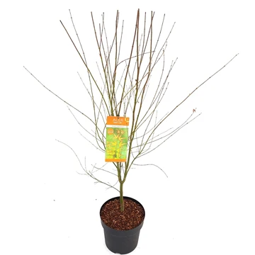 Acer pal. Wilsons Pink Dwarf - Image 2