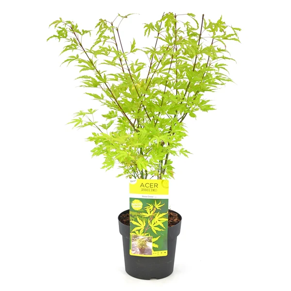 Acer palm. Anne Irene - Image 3