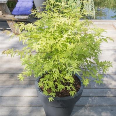 Acer palm Anne Irene