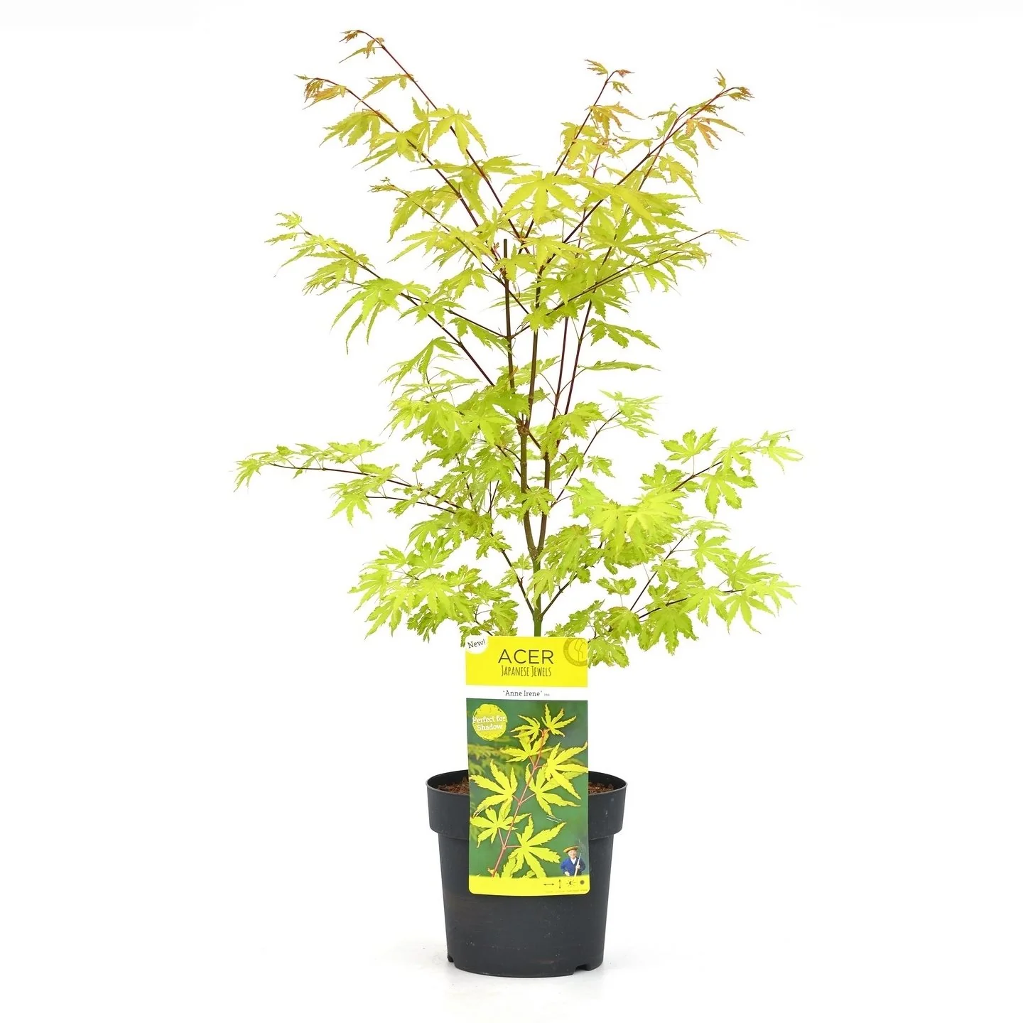 Acer palm Anne Irene - Image 2