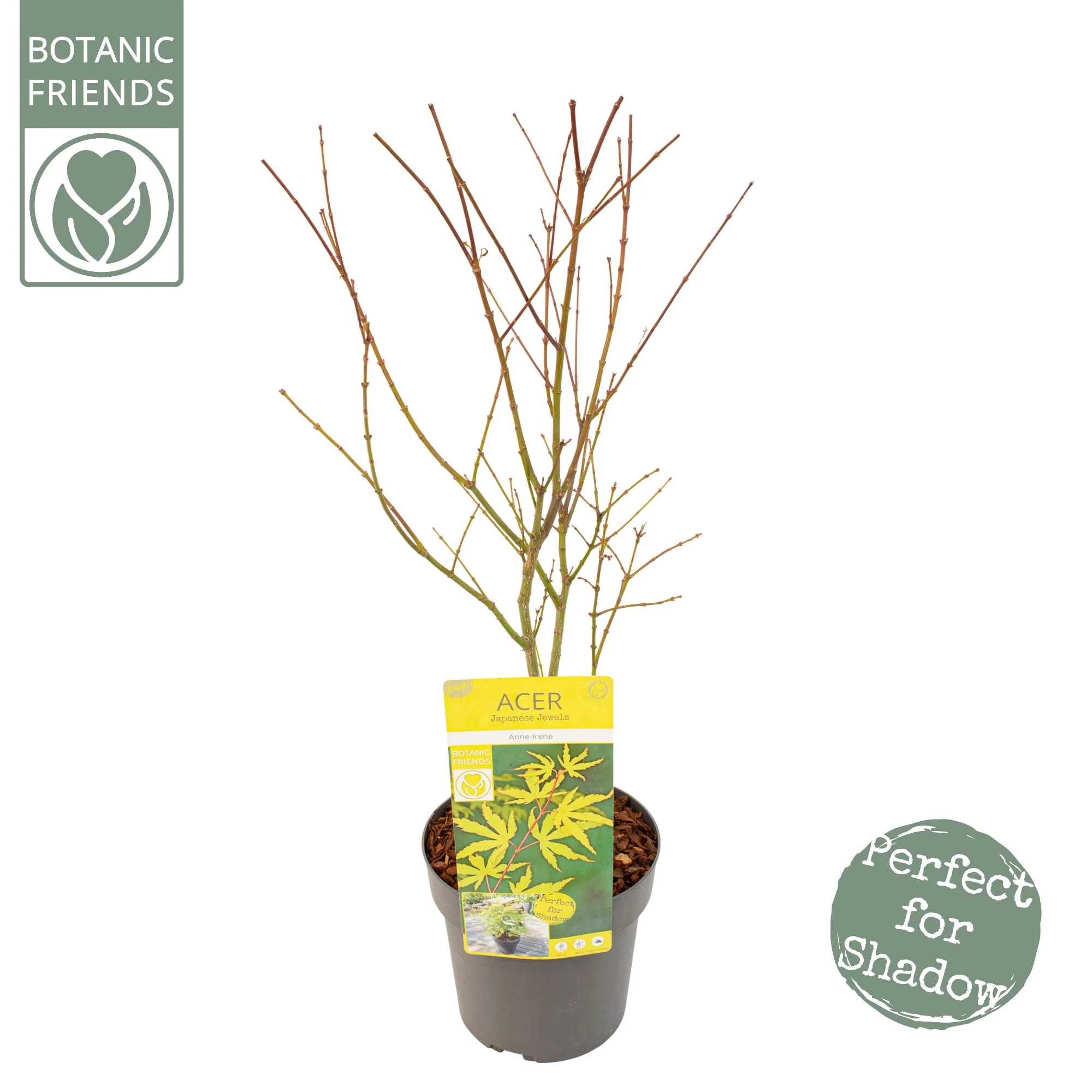 Acer palm Anne Irene - Image 3