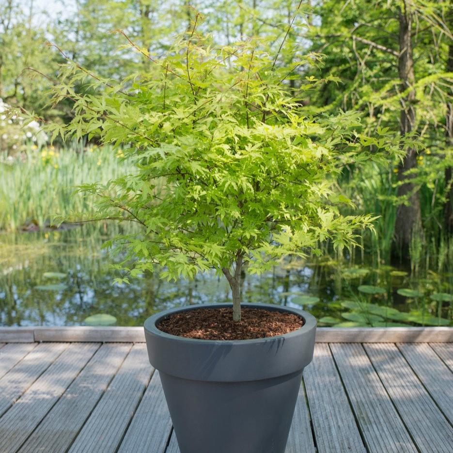 Acer palm Anne Irene - Image 4