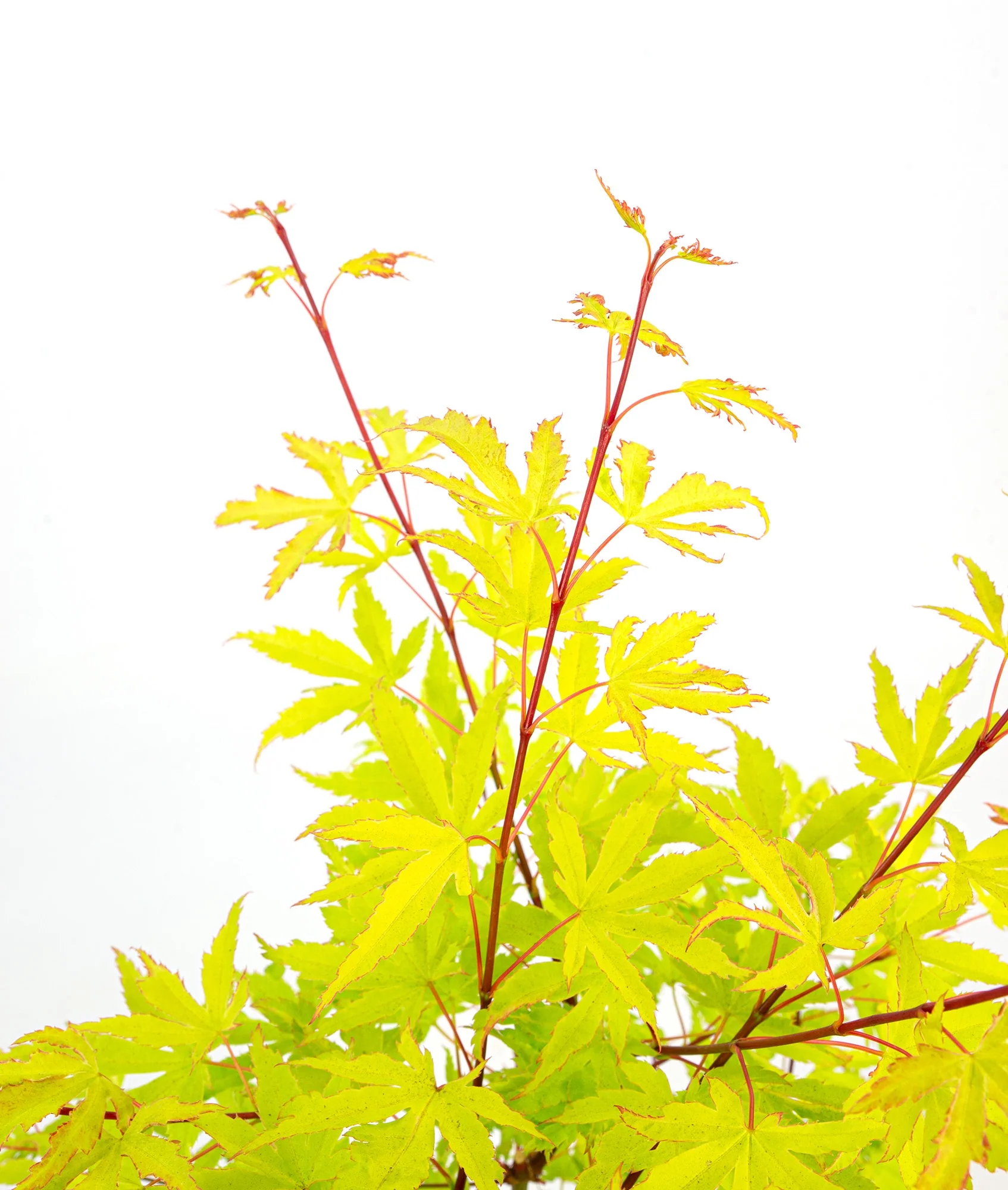 Acer palm Anne Irene - Image 5