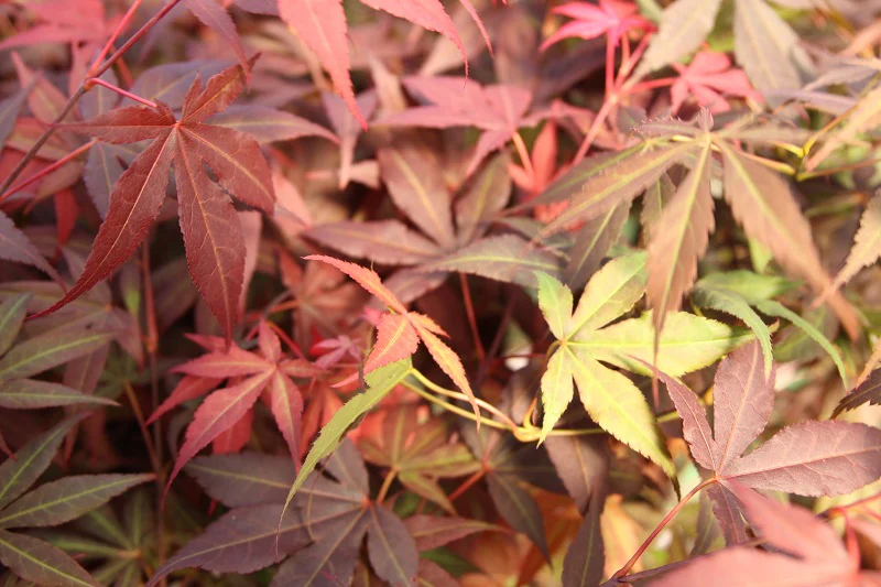 ACER PALM. ATROPURP. (INN.) VQ  LT. 14