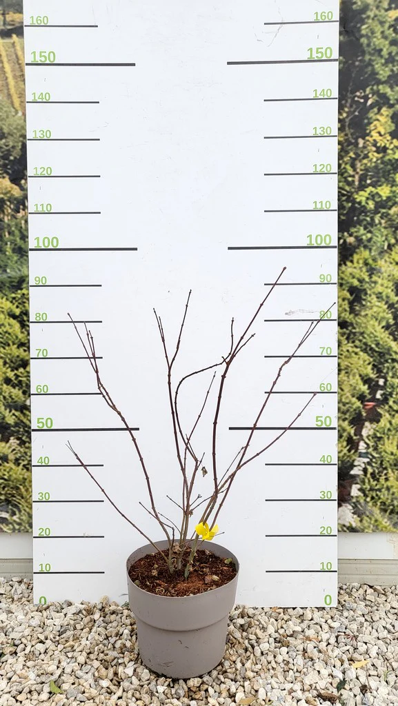 ACER PALM. ATROPURP. (INN.) VQ  LT. 14 - Image 2