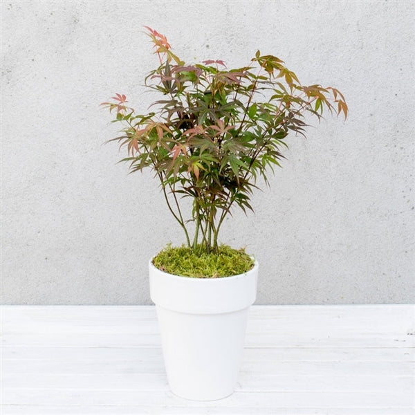 Acer palm. Atropurpureum - Image 2
