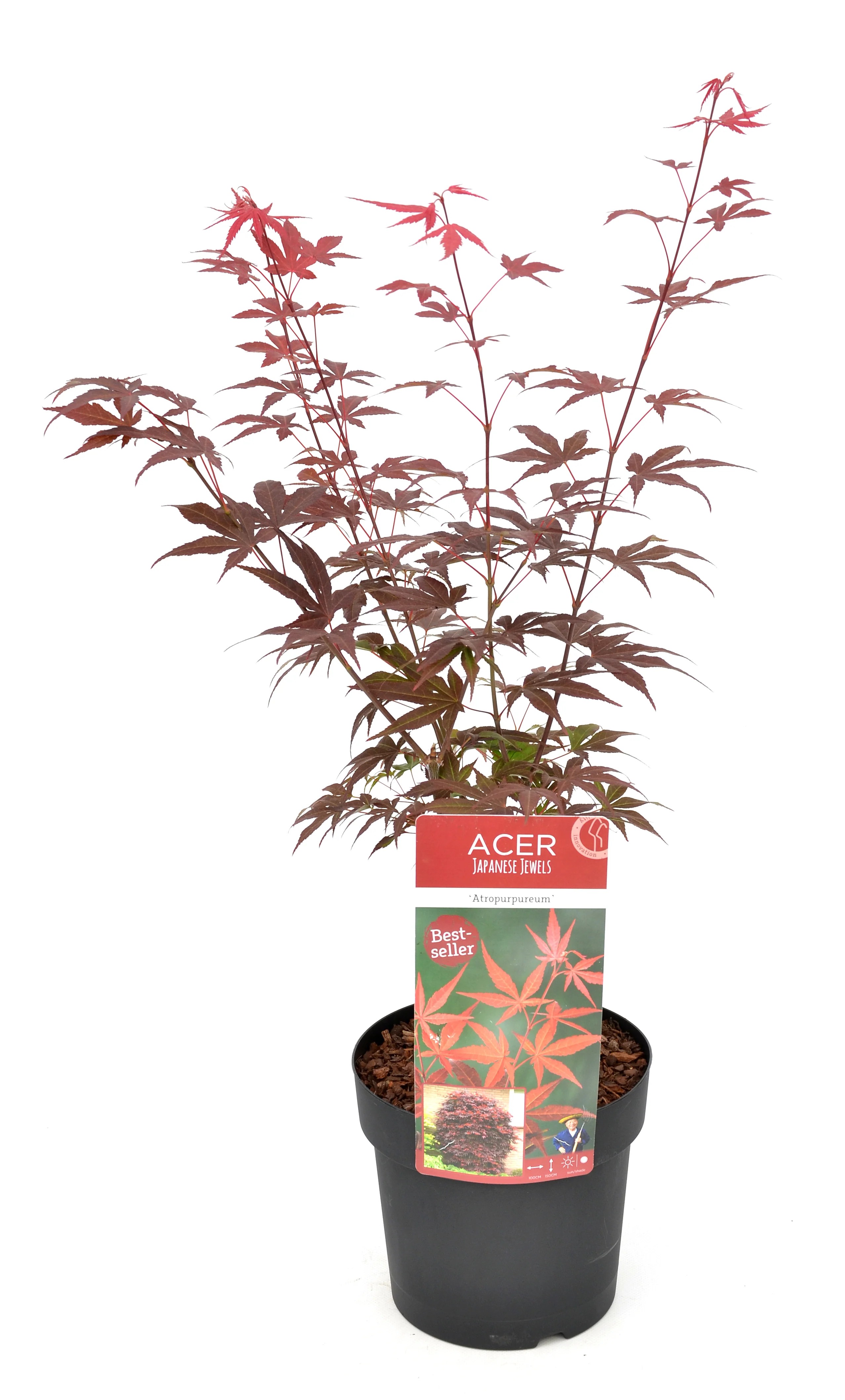 Acer palm. Atropurpureum - Image 3