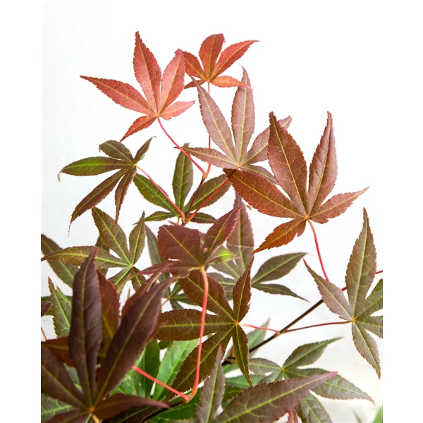 Acer palm. Atropurpureum - Image 4