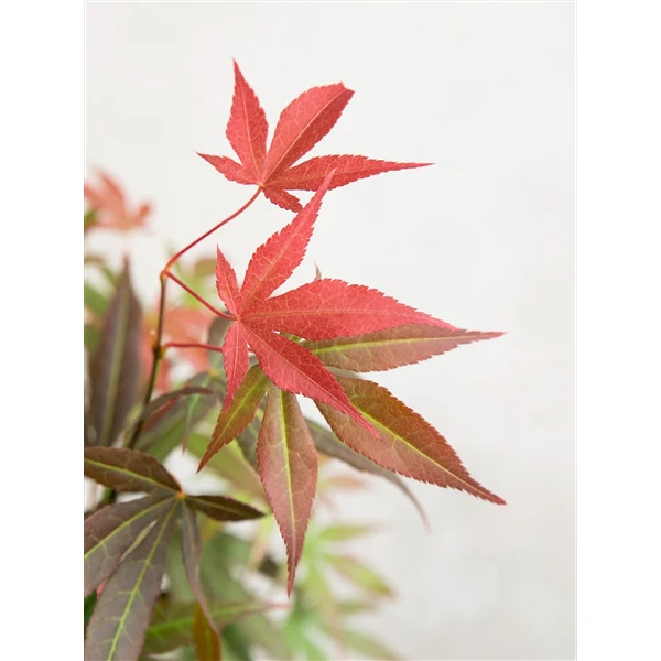 Acer palm. Atropurpureum - Image 5