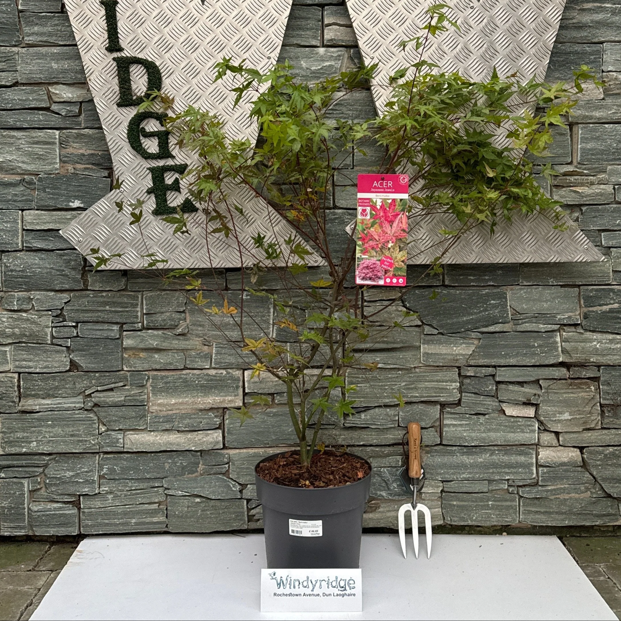 Acer palmatum 'Beni-maiko' 10 Ltr pot