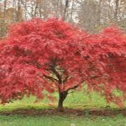 Acer palmatum 'Beni-maiko' 10 Ltr pot - Image 4