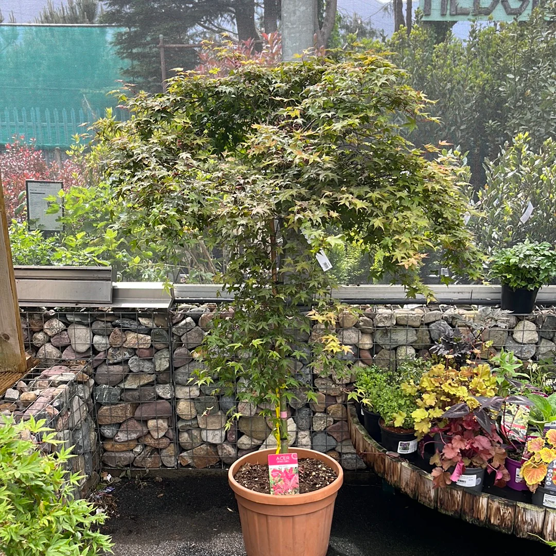 ACER PALM.BENI-MAIKO CLT 45  TRONCO 90 CM    1/2 STD CHIOMA 80 - 100 CM - Image 3