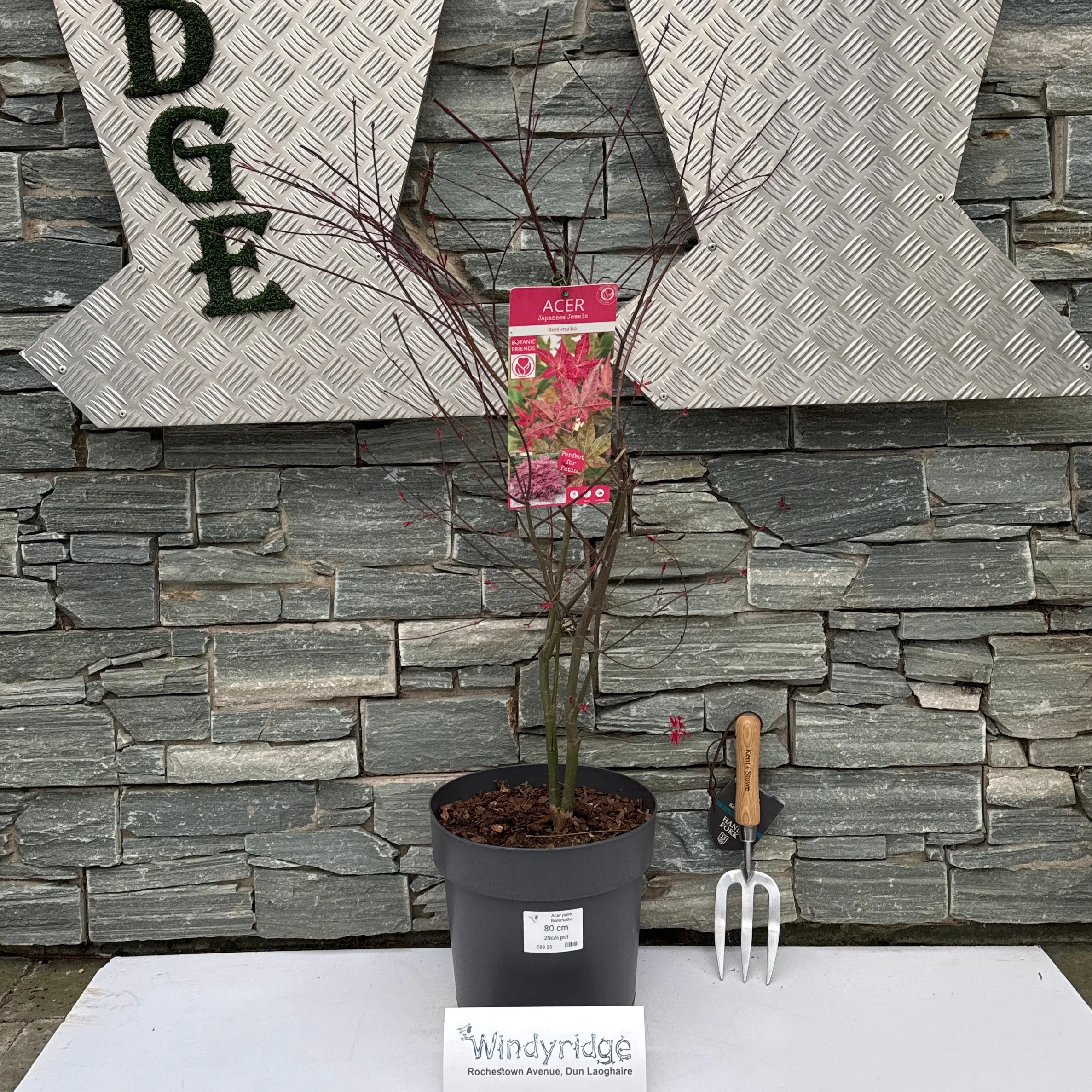 Acer palm Benimaiko