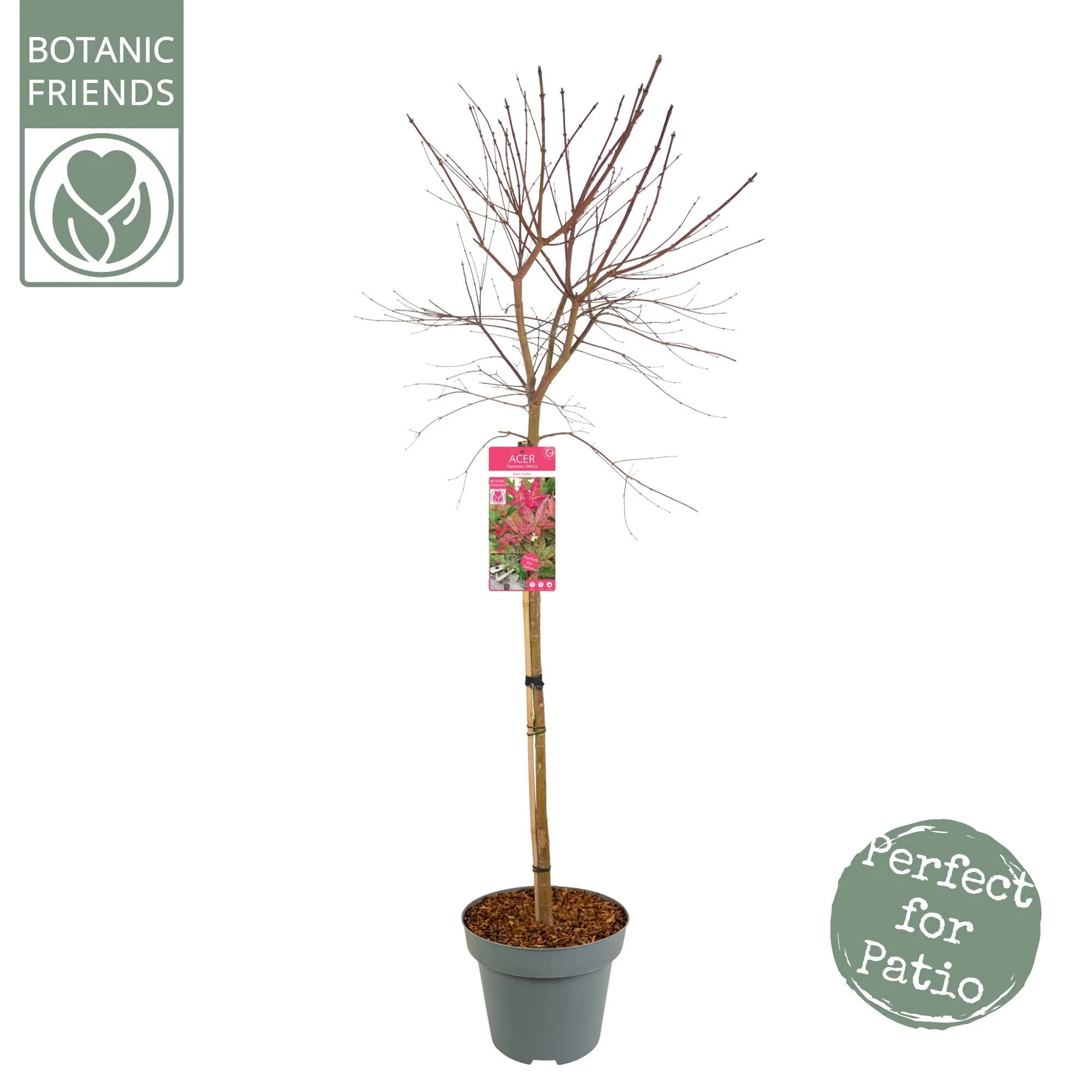 Acer palm Benimaiko - Image 2