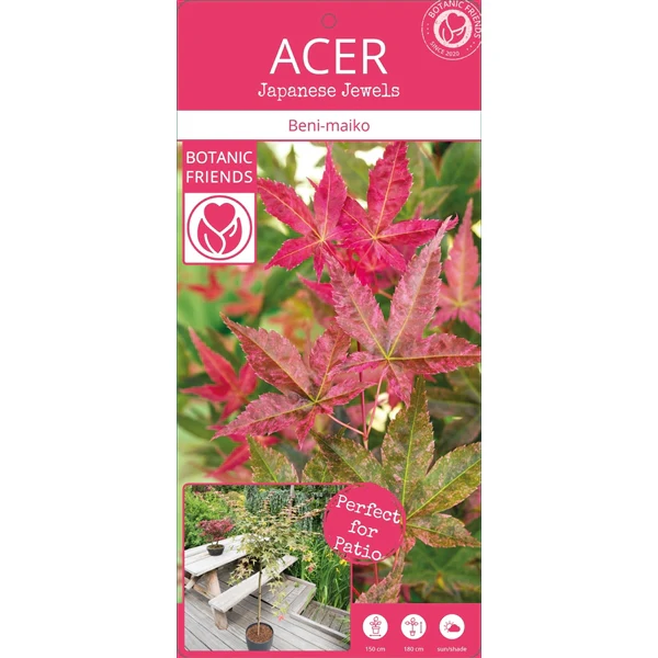 Acer palm Benimaiko - Image 3