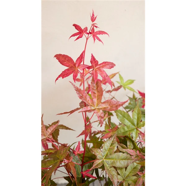 Acer palm Benimaiko - Image 4