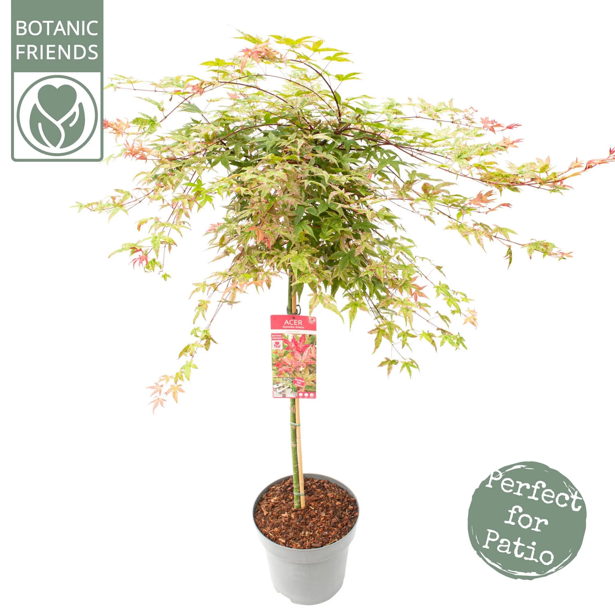 Acer palm Benimaiko - Image 5